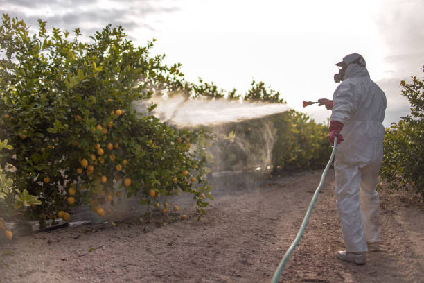 Best Pest Control Treatment  in La Mirada, CA