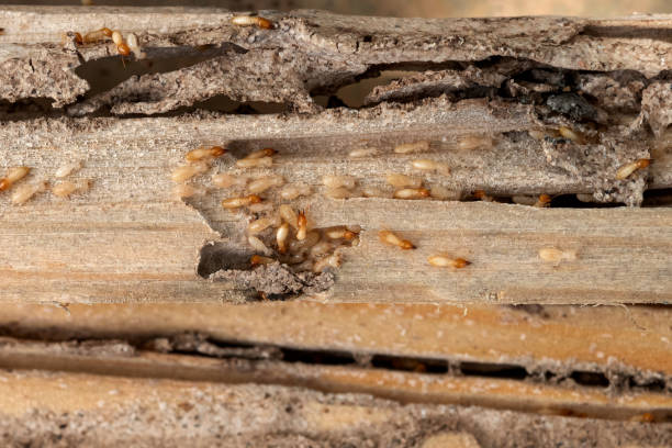 Best Bird Control  in La Mirada, CA